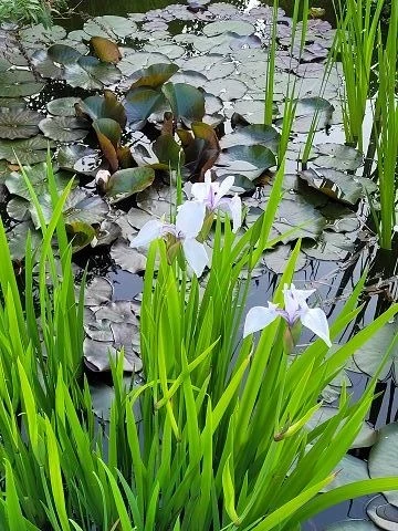 Wasserschwertlilie  (lila)