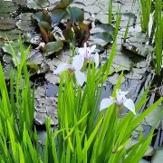 Wasserschwertlilie  (lila)