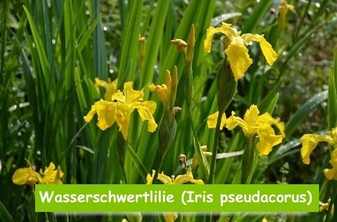 Wasserschwertlilie (Iris pseudacorus)