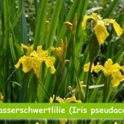 Wasserschwertlilie (Iris pseudacorus)