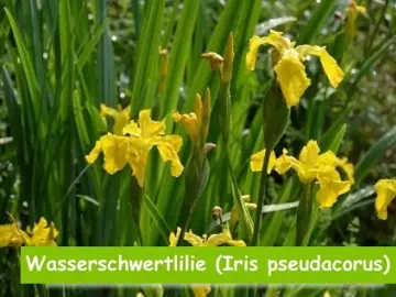 Wasserschwertlilie (Iris pseudacorus)
