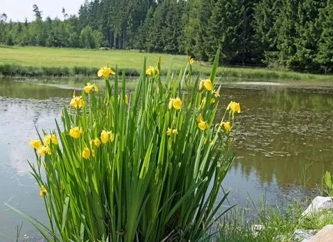 Wasserschwertlilie (Iris pseudacorus)