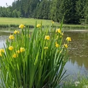 Wasserschwertlilie (Iris pseudacorus)