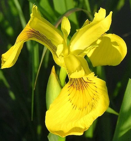 Wasserschwertlilie (Iris pseudacorus)