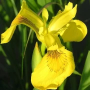Wasserschwertlilie (Iris pseudacorus)