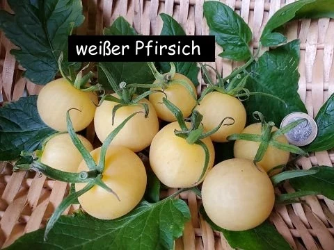 Weißer Pfirsisch