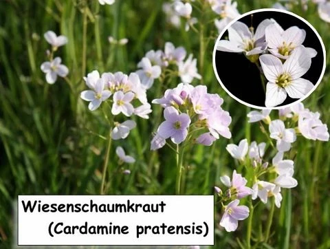 Wiesenschaumkraut (Cardamine pratensis)
