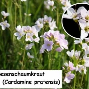 Wiesenschaumkraut (Cardamine pratensis)
