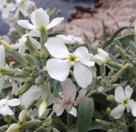 Wiesenschaumkraut (Cardamine pratensis)