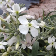 Wiesenschaumkraut (Cardamine pratensis)