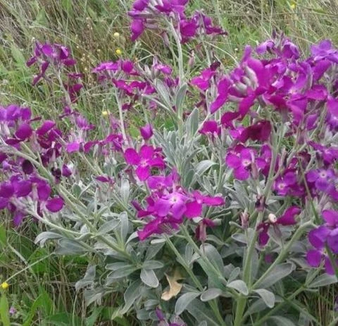 Wiesenschaumkraut (Cardamine pratensis)