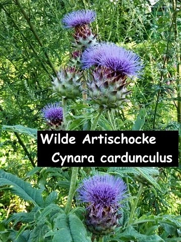 Wilde Artischocke - Cynara cardunculus