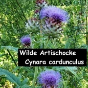 Wilde Artischocke - Cynara cardunculus