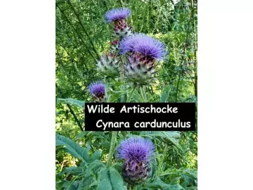 Wilde Artischocke - Cynara cardunculus