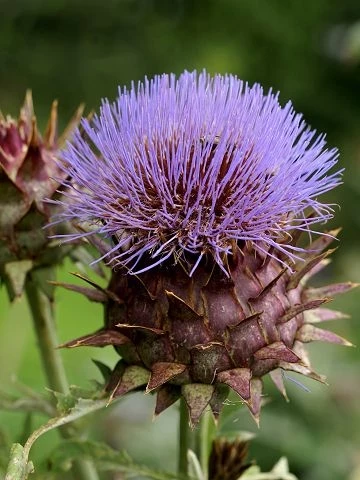 Wilde Artischocke - Cynara cardunculus
