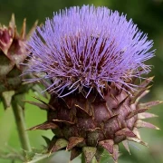 Wilde Artischocke - Cynara cardunculus