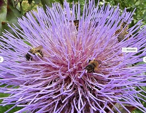 Wilde Artischocke - Cynara cardunculus