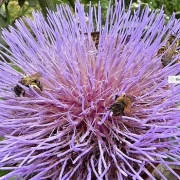 Wilde Artischocke - Cynara cardunculus