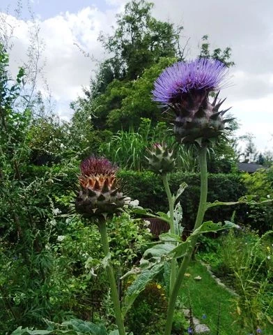 Wilde Artischocke - Cynara cardunculus