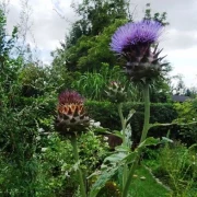 Wilde Artischocke - Cynara cardunculus