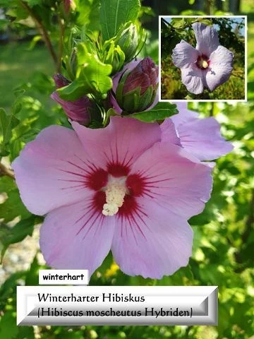 Winterharter Hibiskus (Hibiscus moscheutus Hybriden)