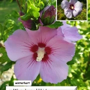 Winterharter Hibiskus (Hibiscus moscheutus Hybriden)