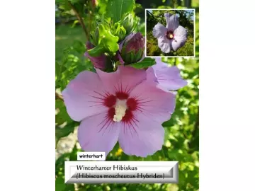 Winterharter Hibiskus (Hibiscus moscheutus Hybriden)