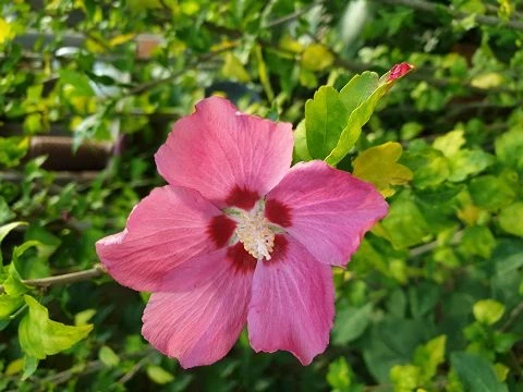 Winterharter Hibiskus (Hibiscus moscheutus Hybriden)
