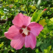 Winterharter Hibiskus (Hibiscus moscheutus Hybriden)