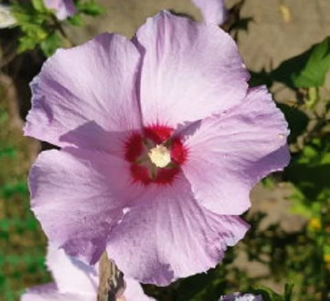 Winterharter Hibiskus (Hibiscus moscheutus Hybriden)