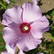 Winterharter Hibiskus (Hibiscus moscheutus Hybriden)