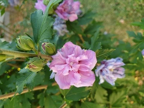 Winterharter Hibiskus (Hibiscus moscheutus Hybriden)