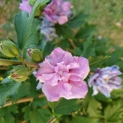 Winterharter Hibiskus (Hibiscus moscheutus Hybriden)