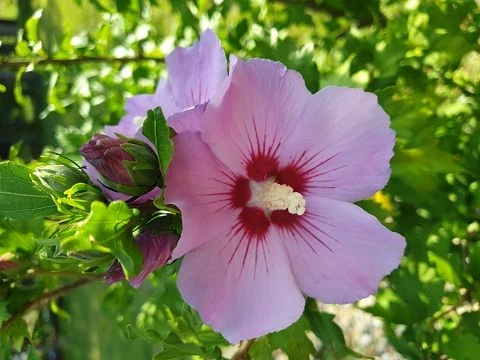 Winterharter Hibiskus (Hibiscus moscheutus Hybriden)