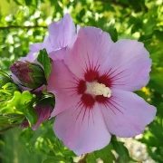 Winterharter Hibiskus (Hibiscus moscheutus Hybriden)