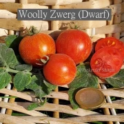 Woolly Zwerg (Dwarf)