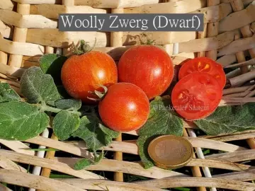 Woolly Zwerg (Dwarf)