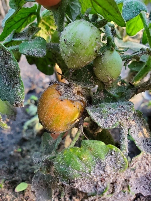 Woolly Zwerg (Dwarf)