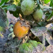 Woolly Zwerg (Dwarf)