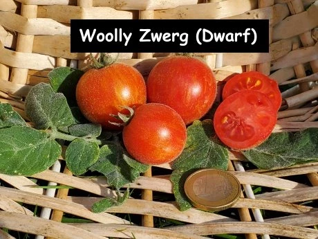 Woolly Zwerg (Dwarf)