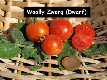 Woolly Zwerg (Dwarf)