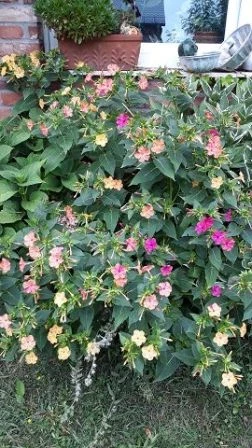 Wunderblume (Mirabilis jalapa) gelb, weiß, orange