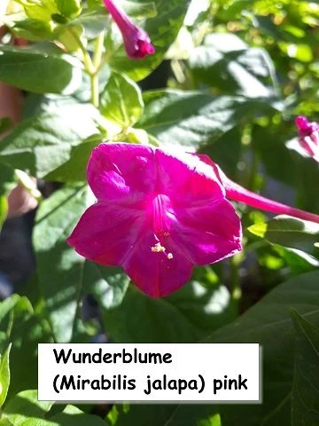 Wunderblume (Mirabilis jalapa) pink
