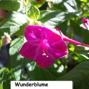 Wunderblume (Mirabilis jalapa) pink