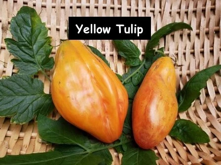 Yellow Tulip