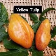 Yellow Tulip