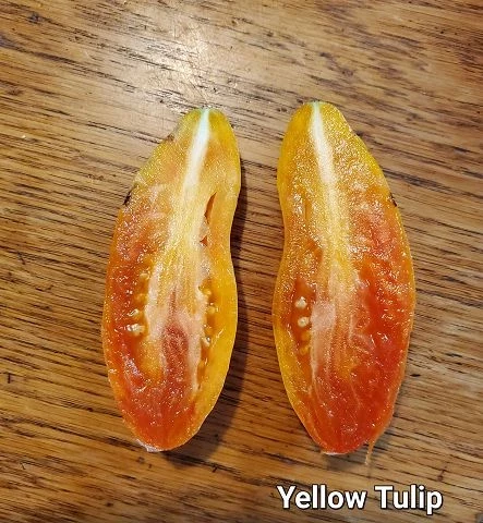 Yellow Tulip