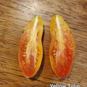 Yellow Tulip
