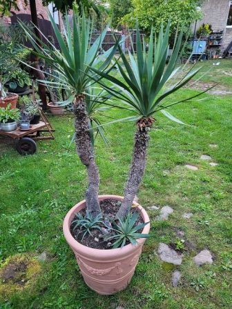 Yucca-Palme