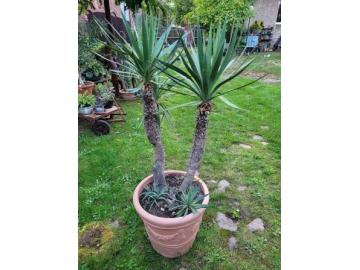 Yucca-Palme